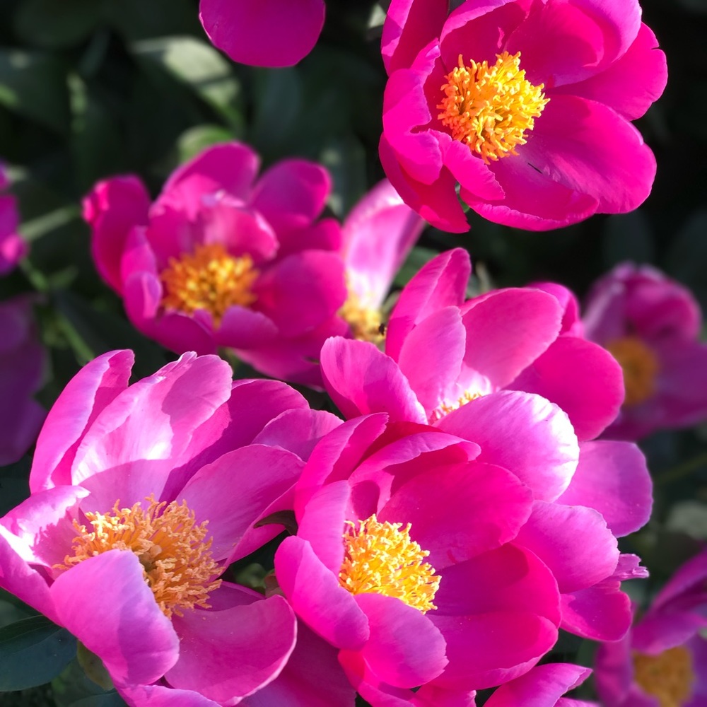 Meet your Posher, Mn